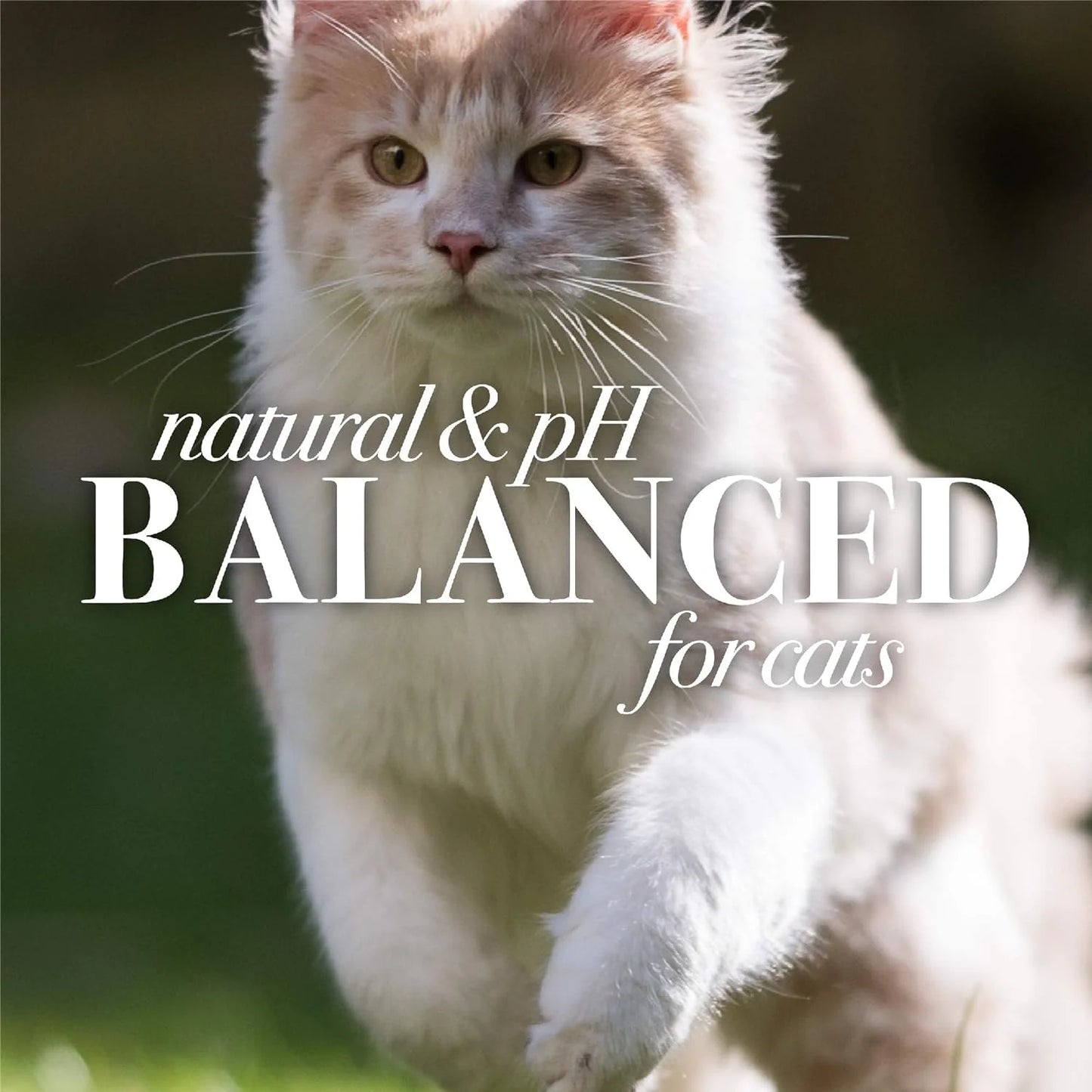 Grooming Supplies - Hypoallergenic Cat Shampoo Infused with Shea Butter and Honey