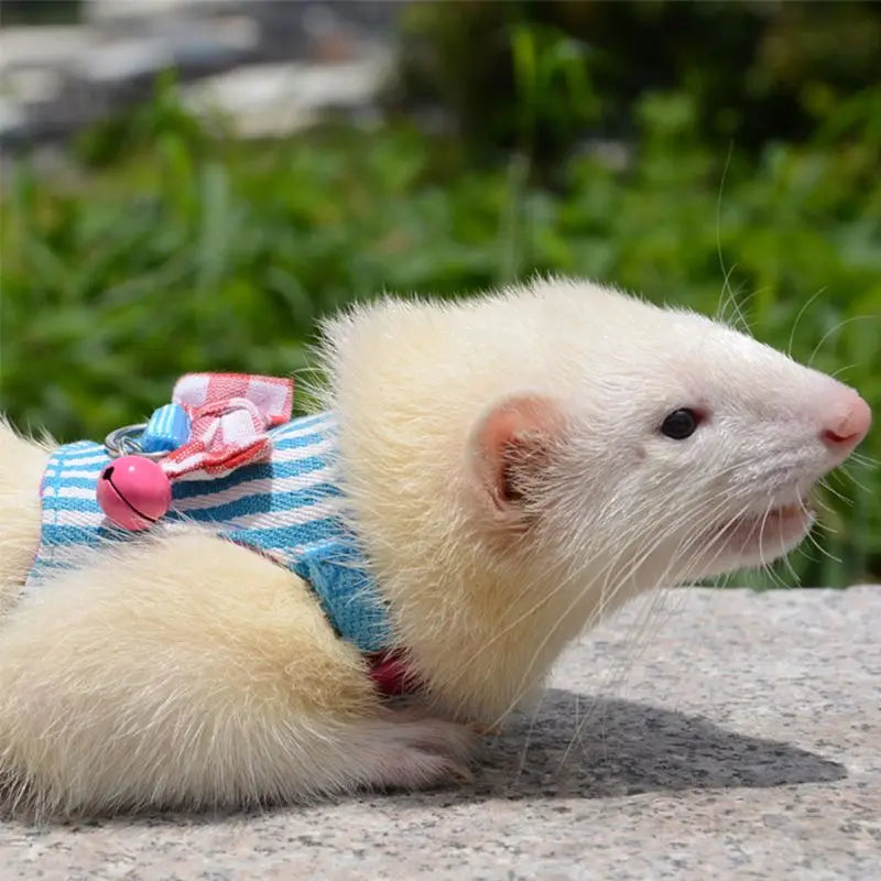Collars, Leashes, and Harnesses - Harness Leash Set for Ferret Guinea Pig Small Pet Chest Strap