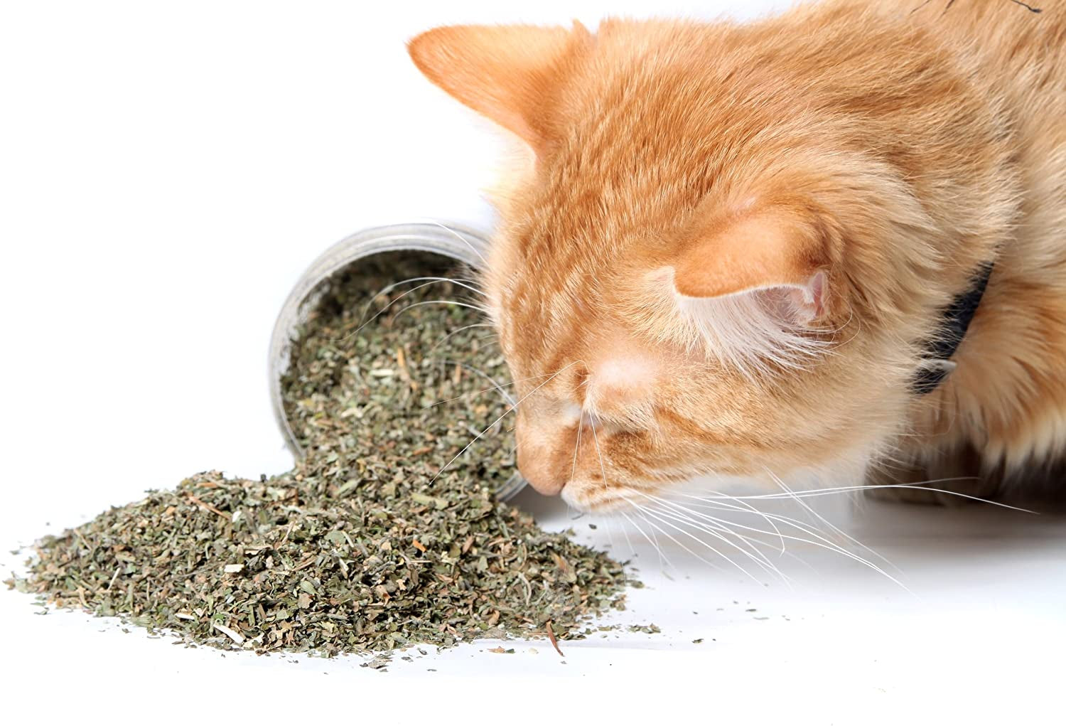 Food Treats - Organic Catnip by , Safe Premium Blend Perfect for Cats, Instilled with Maximized Potency Your Kitty Is Guaranteed to Go Crazy For! (1 Cup)