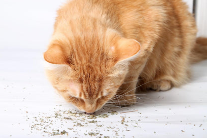 Food Treats - Organic Catnip by , Safe Premium Blend Perfect for Cats, Instilled with Maximized Potency Your Kitty Is Guaranteed to Go Crazy For! (1 Cup)