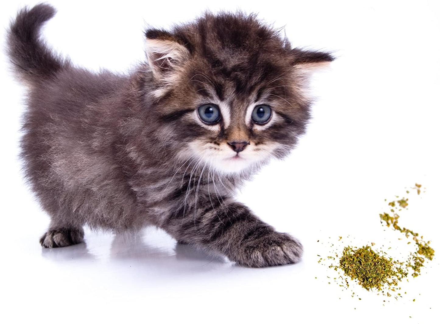 Food Treats - Organic Catnip by , Safe Premium Blend Perfect for Cats, Instilled with Maximized Potency Your Kitty Is Guaranteed to Go Crazy For! (1 Cup)