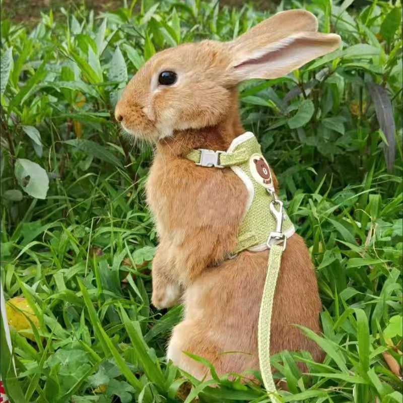 Collars, Leashes, and Harnesses - Newest Cute Rabbit Harness and Leash Set - Bunny Pet Accessories