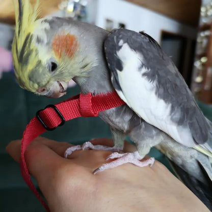 Collars, Leashes, and Harnesses - Anti-Bite Bird Harness Leash