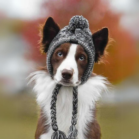 Apparel and Accessories - Canine Cap Companion