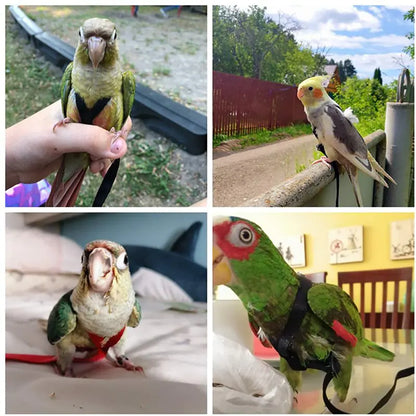 Collars, Leashes, and Harnesses - Anti-Bite Bird Harness Leash