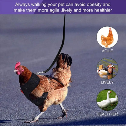 Collars, Leashes, and Harnesses - Chicken Harness with Leash