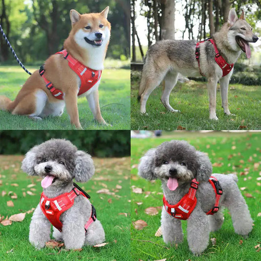 Collars, Leashes, and Harnesses - Reflectride