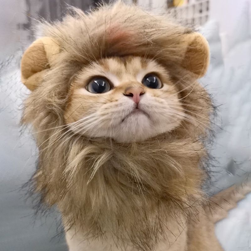 Apparel and Accessories - Lion Mane Cat Costume